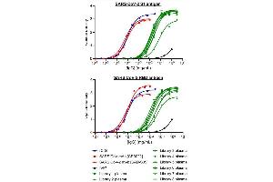 Recombinant SARS-CoV-2 Spike S1 抗体  (RBD)