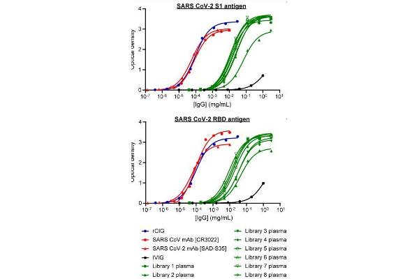 Recombinant SARS-CoV-2 Spike S1 抗体  (RBD)