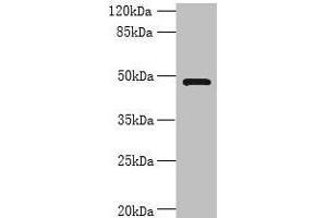 Western blot All lanes: RNF26 antibody at 6 μg/mL + 293T whole cell lysate Secondary Goat polyclonal to rabbit IgG at 1/10000 dilution Predicted band size: 48 kDa Observed band size: 48 kDa (RNF26 抗体  (AA 246-433))