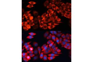 Immunofluorescence analysis of HeLa cells using eIF3B Polyclonal Antibody (ABIN6130364, ABIN6140053, ABIN6140054 and ABIN6214441) at dilution of 1:100 (40x lens). (EIF3B 抗体  (AA 100-350))