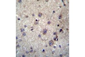 Immunohistochemistry analysis in formalin fixed and paraffin embedded human brain tissue reacted with HBQ1 Antibody (N-term) followed by peroxidase conjugation of the secondary antibody and DAB staining. (HBQ1 抗体  (N-Term))