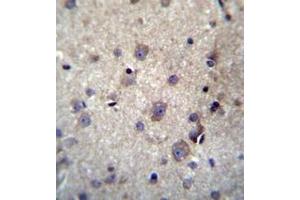 Immunohistochemistry analysis in formalin fixed and paraffin embedded human brain tissue reacted with HBQ1 Antibody (N-term) followed by peroxidase conjugation of the secondary antibody and DAB staining.