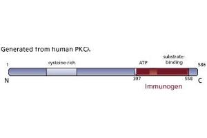 Image no. 1 for anti-Protein Kinase C, iota (PRKCI) (AA 397-558) antibody (ABIN967826) (PKC iota 抗体  (AA 397-558))