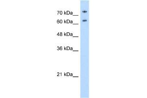WB Suggested Anti-NCL Antibody Titration: 0. (Nucleolin 抗体  (N-Term))