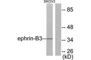 Western Blotting (WB) image for anti-Ephrin B3 (EFNB3) (AA 221-270) antibody (ABIN2889190) (Ephrin B3 抗体  (AA 221-270))