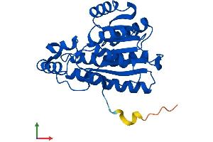 Protein Structure (PS) image for Hydroxyprostaglandin Dehydrogenase 15-(NAD) (HPGD) (AA 1-269) protein (His tag) (ABIN7559811)