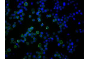 Immunofluorescence staining of U937 cells with ABIN7167502 at 1:250, counter-stained with DAPI.