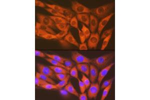 Immunofluorescence (IF) image for anti-serine/threonine Kinase 3 (STK3) antibody (ABIN7270223)