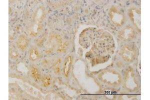 Immunoperoxidase of monoclonal antibody to FBN1 on formalin-fixed paraffin-embedded human kidney. (Fibrillin 1 抗体  (AA 2772-2871))