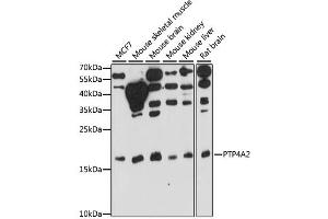 Western blot analysis of extracts of various cell lines, using PTP4A2 antibody. (PTP4A2 抗体)