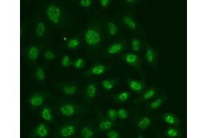 Immunofluorescence (IF) image for anti-Polymerase (RNA) II (DNA Directed) Polypeptide E, 25kDa (POLR2E) (AA 1-210) antibody (ABIN3022495)
