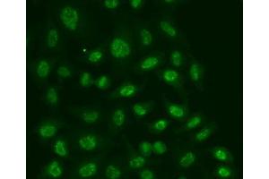 Immunofluorescence analysis of A549 cell using POLR2E antibody. (POLR2E 抗体  (AA 1-210))