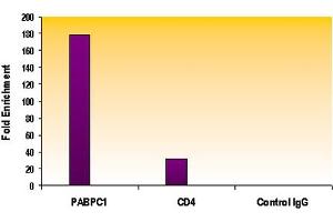 Histone H3K4me2 antibody (pAb) tested by ChIP analysis. (Histone 3 抗体  (2meLys4))