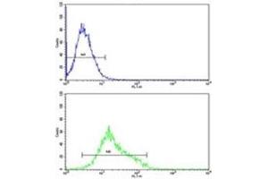 MFN2 antibody flow cytometric analysis of K562 cells (green) compared to a negative control (blue). (MFN2 抗体  (AA 447-476))