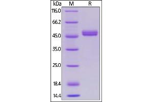 SDS-PAGE (SDS) image for Tumor Necrosis Factor (Ligand) Superfamily, Member 18 (TNFSF18) (AA 50-177) (Active) protein (AVI tag,Fc Tag,Biotin) (ABIN5954942)
