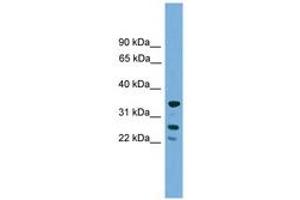 Image no. 1 for anti-H1 Histone Family, Member O, Oocyte-Specific (H1FOO) (C-Term) antibody (ABIN6745016) (H1FOO 抗体  (C-Term))