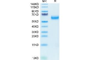Biotinylated Human SIRP alpha V6 on Tris-Bis PAGE under reduced condition.
