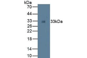 Detection of TPS in Canine Liver Tissue using Monoclonal Antibody to Tryptase (TPS) (TPSAB1 抗体  (AA 151-275))