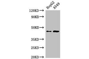Western Blot Positive WB detected in: HepG2 whole cell lysate, A549 whole cell lysate All lanes: PIGK antibody at 2. (PIGK 抗体  (AA 91-293))