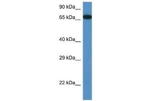 Western Blot showing Mbtd1 antibody used at a concentration of 1. (MBTD1 抗体  (Middle Region))