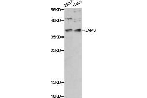 Western blot analysis of extracts of various cell lines, using JAM3 antibody (ABIN6290538) at 1:1000 dilution. (JAM3 抗体)