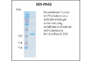 SDS-PAGE (SDS) image for Interleukin 17D (IL17D) (Active) protein (ABIN5509781) (IL17D 蛋白)