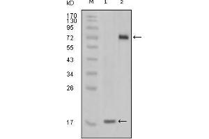 Western blot analysis using STYK1 mouse mAb against truncated STYK1 recombinant protein(1) and STYK1 (aa47-422)-hIgGFc transfected CHO-K1 cell lysate (2). (STYK1 抗体)