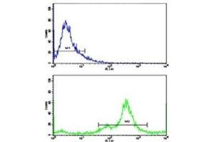 Flow cytometric analysis of MDA-231 cells using NDRG1 antibody (green) compared to a  negative control (blue). (NDRG1 抗体  (AA 12-40))