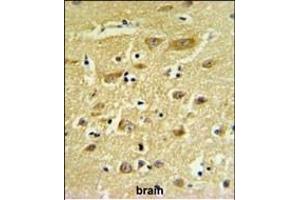 HIAT1 Antibody (C-term) (ABIN653933 and ABIN2843165) IHC analysis in formalin fixed and paraffin embedded human brain tissue followed by peroxidase conjugation of the secondary antibody and DAB staining. (HIAT1 抗体  (C-Term))