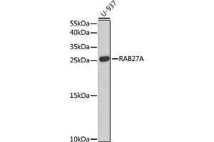 Western blot analysis of extracts of U-937 cells, using RA antibody (ABIN3015732, ABIN3015733, ABIN3015734, ABIN1682427 and ABIN1682428) at 1:1000 dilution. (RAB27A 抗体  (AA 1-221))