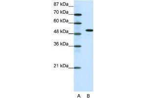 WB Suggested Anti-SPIB Antibody Titration: 0. (SPIB 抗体  (C-Term))