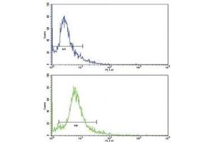 Flow cytometric analysis of HeLa cells using SKP2 antibody (green) compared to a negative control (blue). (SKP2 抗体  (AA 156-185))