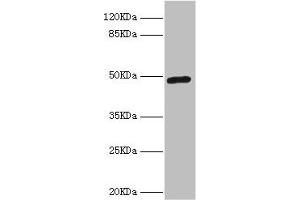 Western blot All lanes: LILRB4 antibody at 4. (LILRB4 抗体  (AA 22-259))