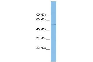 Clusterin-Like 1 antibody used at 0. (CLUL1 抗体)