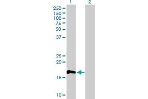 Western Blot analysis of RHOF expression in transfected 293T cell line by RHOF MaxPab polyclonal antibody. (RhoF 抗体  (AA 1-170))