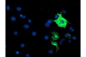 Anti-ANAPC2 mouse monoclonal antibody (ABIN2454936) immunofluorescent staining of COS7 cells transiently transfected by pCMV6-ENTRY ANAPC2 (RC207539). (ANAPC2 抗体)