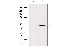 Western blot analysis of extracts from Mouse brain, using ABHD3 Antibody. (ABHD3 抗体  (Internal Region))