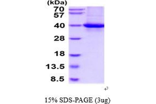 RLBP1 Protein (AA 1-317) (His tag)