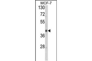 Western blot analysis of SERPINA9 Antibody in MCF-7 cell line lysates (35ug/lane) (SERPINA9 抗体  (AA 194-222))