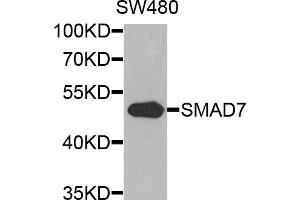 Western blot analysis of extracts of SW480 cells, using SMAD7 antibody (ABIN5974438) at 1/1000 dilution. (SMAD7 抗体)