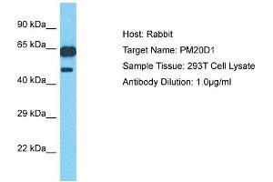 Host: Rabbit Target Name: PM20D1 Sample Type: 293T Whole Cell lysates Antibody Dilution: 1. (PM20D1 抗体  (N-Term))