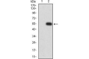 Western blot analysis using CHRNE mAb against HEK293 (1) and CHRNE (AA: extra 21-239)-hIgGFc transfected HEK293 (2) cell lysate. (CHRNE 抗体  (AA 21-239))