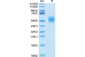 Biotinylated Human GFRAL on Tris-Bis PAGE under reduced conditions. (GFRAL Protein (AA 19-351) (His-Avi Tag,Biotin))
