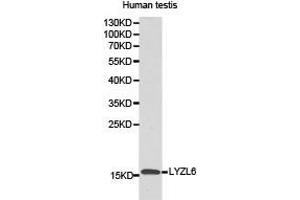 Western Blotting (WB) image for anti-Lysozyme-Like 6 (LYZL6) antibody (ABIN1873578) (LYZL6 抗体)