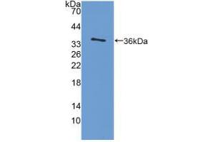 Western blot analysis of recombinant Rat IL4. (IL-4 抗体  (AA 61-111))