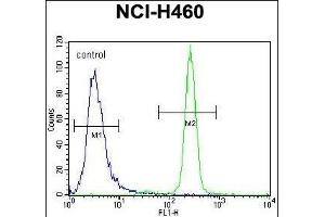 IL6 Antibody (Center) (ABIN656406 and ABIN2845700) flow cytometric analysis of NCI- cells (right histogram) compared to a negative control cell (left histogram).