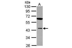 Image no. 1 for anti-Muscleblind-like Protein 1 (MBNL1) (AA 81-326) antibody (ABIN1499331) (MBNL1 抗体  (AA 81-326))