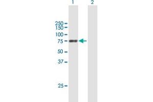 Western Blot analysis of PPEF1 expression in transfected 293T cell line by PPEF1 MaxPab polyclonal antibody. (PPEF1 抗体  (AA 1-653))