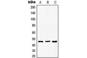 Western blot analysis of GSK3 beta (pS9) expression in MCF7 (A), NIH3T3 (B), PC12 (C) whole cell lysates. (GSK3 beta 抗体  (N-Term, pSer9))