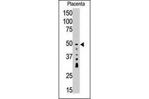 Western blot analysis of SIRT7 polyclonal antibody  in placenta tissue lysate (35 ug/lane). (SIRT7 抗体  (C-Term))